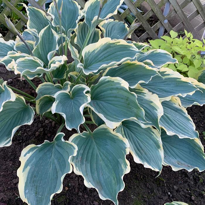 Shadowland&reg; 'Hope Springs Eternal' - Hosta (Plantain Lily, Hosta) from Evans Nursery