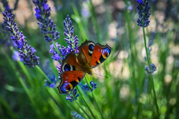 Lavender Phenomenal&reg; - Lavandula x intermedia from Evans Nursery