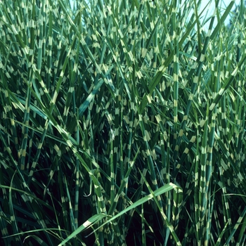 Miscanthus sinensis 'Zebrinus' - Zebra Grass