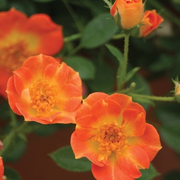 Rosa x 'FARROWRSP' PP30383 - Oso Easy Hot Paprika&reg;