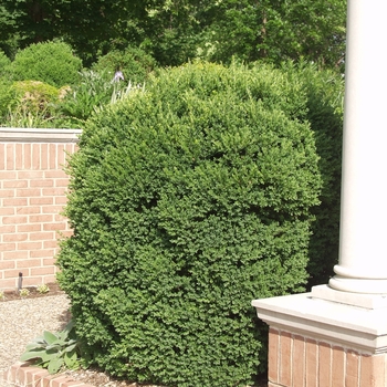 Buxus microphylla - 'John Baldwin' Boxwood