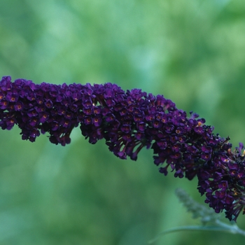Buddleia davidii - 'Black Knight' Butterfly Bush