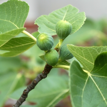 Ficus carica - 'Brown Turkey' Brown Turkey Fig