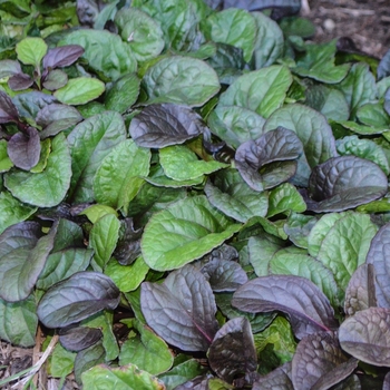 Ajuga reptans - 'Catlin's Giant' Bugleweed