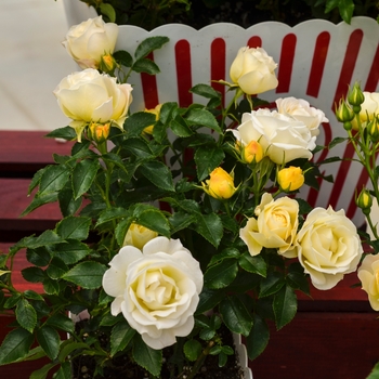 Rosa - 'Popcorn Drift&reg;' Rose