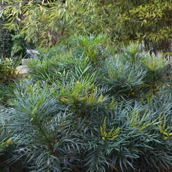 Mahonia eurybracteata - 'Soft Caress' Grape Holly