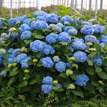 Hydrangea macrophylla - The Original®