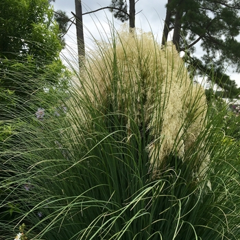 Cortaderia selloana - 'Jet Streams&trade;' Dwarf Pampas Grass