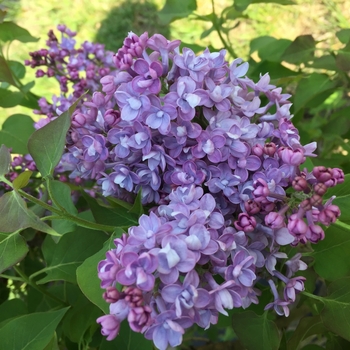 Syringa x hyacinthiflora (Lilac) - Scentara® 'Double Blue'