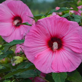 Hibiscus (Rose Mallow) - Summerific&reg; 'Candy Crush'