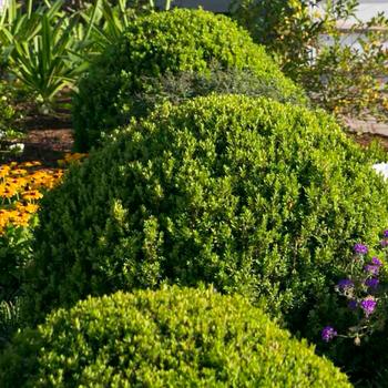 Buxus microphylla var japonica - 'Baby Gem&trade;' Boxwood