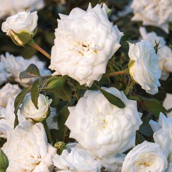 Rosa 'Meizorland' PP28054, CPBR 5592 - White Drift&reg;