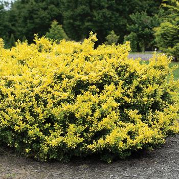 Ilex crenata - 'Drops of Gold' Japanese Holly