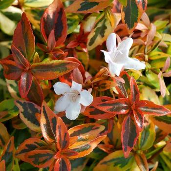 Abelia x grandiflora 'Kaleidoscope' - Kaleidoscope Abelia