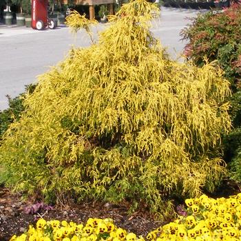 Chamaecyparis pisifera - 'Paul's Gold&reg;'