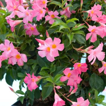 Mandevilla Topiary Tree - Sun Parasol&reg; 'Pretty Pink'