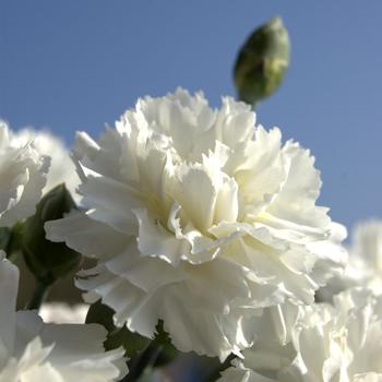 Dianthus - Scent First&reg; 'Memories'