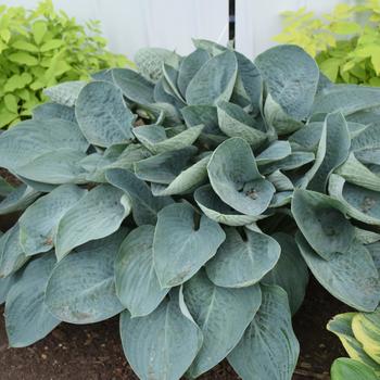 Hosta (Hosta, Plantain Lily) - Shadowland&reg; 'Above the Clouds'