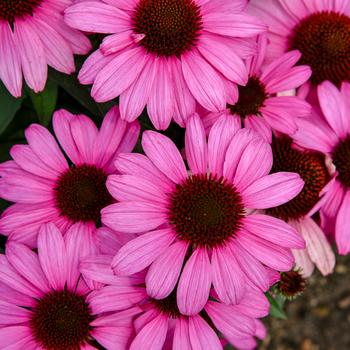 Echinacea (Coneflower) - Color Coded&reg; 'The Fuchsia is Bright'