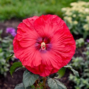 Hibiscus (Rose Mallow) - Summerific&reg; 'Valentine's Crush'