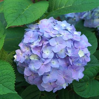 Hydrangea macrophylla (Reblooming Hydrangea) - Let's Dance® 'Sky View®'