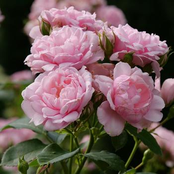 Rosa (Rose) - Reminiscent® Pink