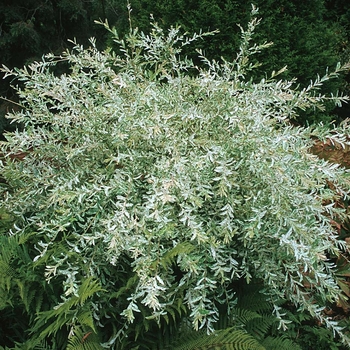 Salix integra 'Hakuro-Nishiki' (Dappled Willow) COPY - Hakuro-Nishiki Dappled Willow