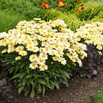 Leucanthemum x superbum (Shasta Daisy) - Amazing Daisies&reg; 'Banana Cream II'