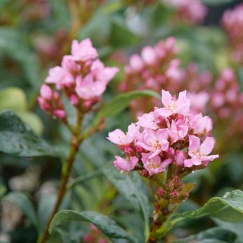 Rhaphiolepis indica - 'La Vida Grande&reg;' Indian Hawthorne