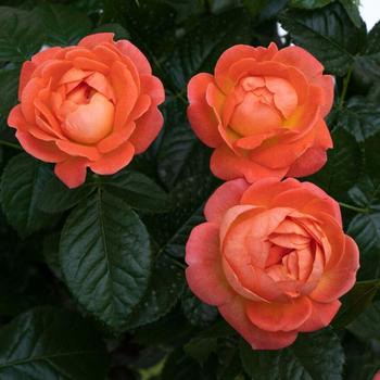 Rosa x - Knock Out&reg; Orange Glow&trade; Rose