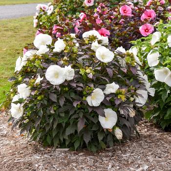 Hibiscus (Rose Mallow) - Summerific&reg; 'Cookies and Cream'