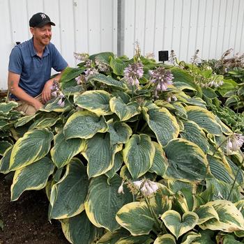 Hosta - Shadowland® 'Gigantosaurus'