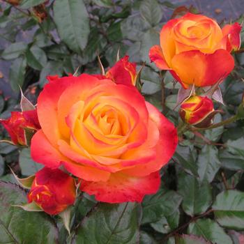 Rosa (Rose) - Oso Easy En Fuego&reg;