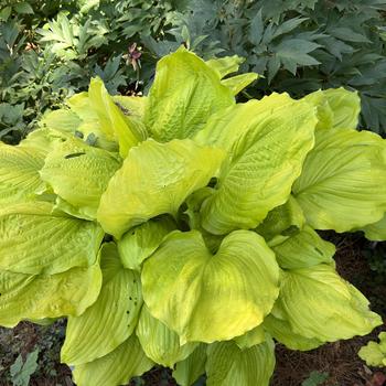 Hosta - 'Seasons in the Sun' Hosta, Plantain Lily