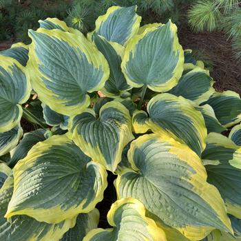 Hosta (Hosta, Plantain Lily) - Shadowland&reg; 'Seducer'