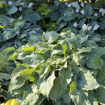 Hosta - 'Wind Beneath My Wings' Hosta, Plantain Lily