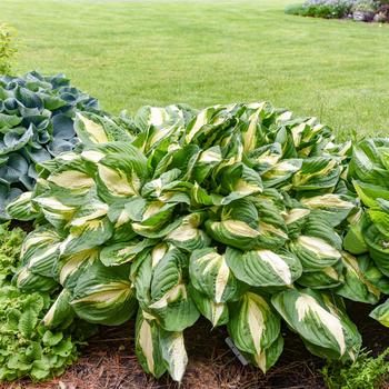 Hosta - 'Vulcan' Plantain Lily, Hosta