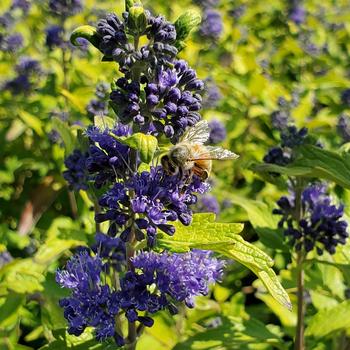 Caryopteris x clandonensis - Bluebeard