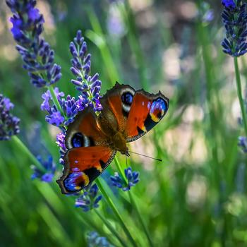 Lavandula x intermedia - Lavender Phenomenal&reg;